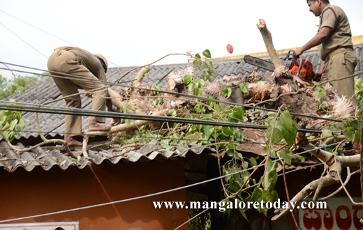 peepal tree karangalpady